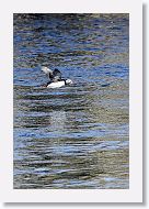 Atlantic Puffin