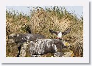 Atlantic Puffin