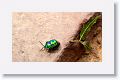 A Hemiptera, this one is called a shield-backed bug of the Family Scutelleridae