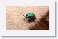 A Hemiptera, this one is called a shield-backed bug of the Family Scutelleridae