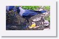 House Crow