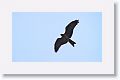 Black Kite
