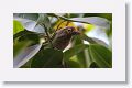 Brown-headed Barbet