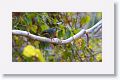 Red-billed Leiothrix