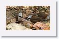 White-crested Laughingthrush