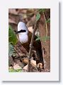 White-crested Laughingthrush