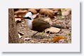 White-crested Laughingthrush