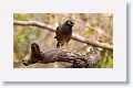 Common Myna