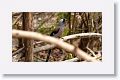 Grey Treepie