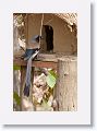 Grey Treepie