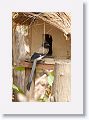 Grey Treepie