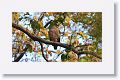 Crested Serpent Eagle
