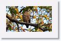 Crested Serpent Eagle