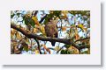 Crested Serpent Eagle