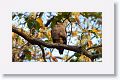 Crested Serpent Eagle