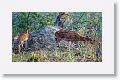 Chital, spotted deer
