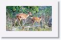 Chital, spotted deer