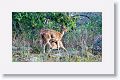 Chital, spotted deer
