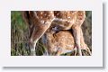 Chital, spotted deer