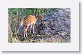 Chital, spotted deer