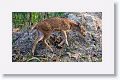 Chital, spotted deer