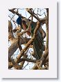 Indian Peafowl