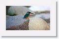 Common Kingfisher