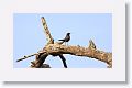Indian Robin