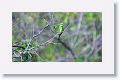 Green Bee-eater
