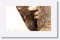 Tawny Fish Owl
