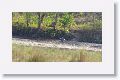 Woolly-necked Stork