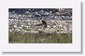Woolly-necked Stork