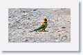 Chestnut-headed Bee-eater