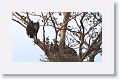 White-rumped Vulture
