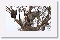 White-rumped Vulture
