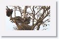 White-rumped Vulture
