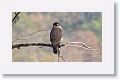 Crested Serpent Eagle