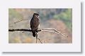 Crested Serpent Eagle