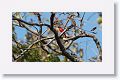 Scarlet Minivet