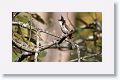 Red-whiskered Bulbul