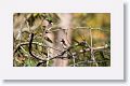 Red-whiskered Bulbul