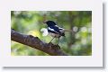 Oriental Magpie Robin