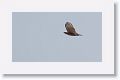 Northern Goshawk