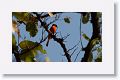 Scarlet Minivet