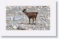 Sambar deer