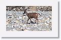 Sambar deer (female)
