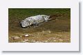 Mugger crocodile