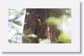 Greater Goldenback woodpecker