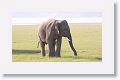 Asian Elephant
