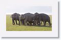 Asian Elephant